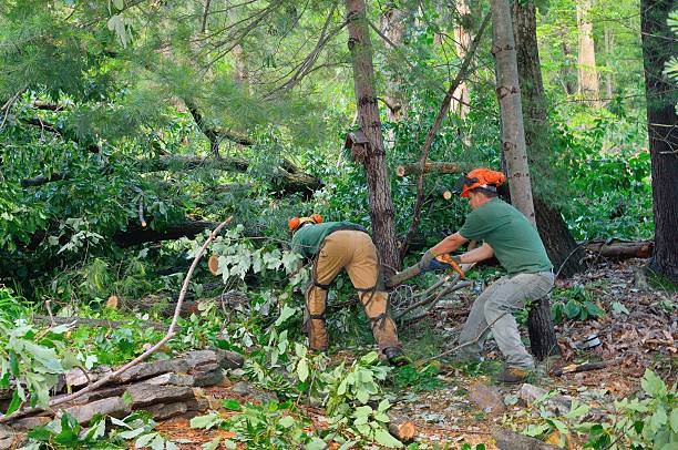 Best Tree Stump Removal  in Tehaleh, WA